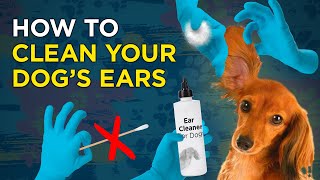 How To Clean Your Pet's Ears