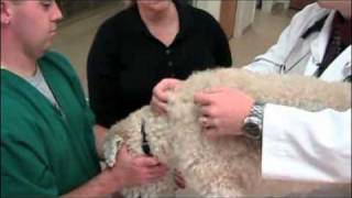 How To Give Your Pet An Injection
