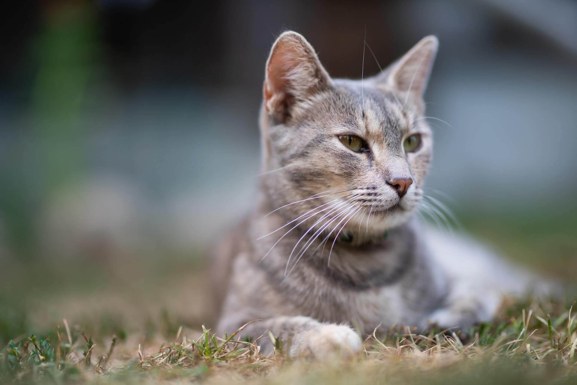 Veterinary clinic in Alpharetta GA