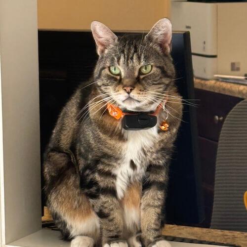 Tobias